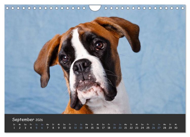 Produktbild: Wenn ich gro&szlig; bin werd' ich Boxer (Wandkalender 2026 DIN A4 quer), CALVENDO Monatskalender