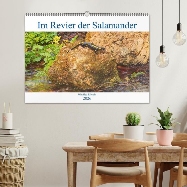 Produktbild: Im Revier der Salamander (Wandkalender 2026 DIN A2 quer), CALVENDO Monatskalender