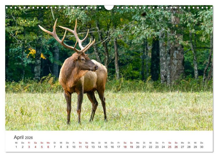 Produktbild: Rothirsche - Die imposanten K&ouml;nige der W&auml;lder. (Wandkalender 2026 DIN A3 quer), CALVENDO Monatskalender