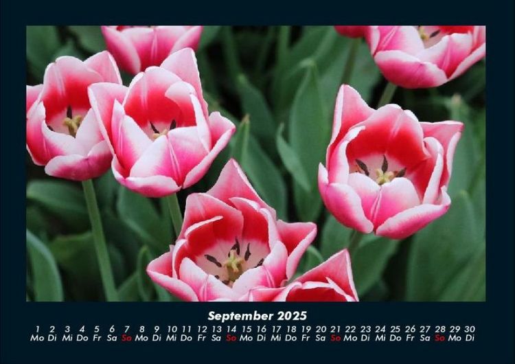 Produktbild: Pflanzen und Bl&uuml;ten 2025 Fotokalender DIN A4
