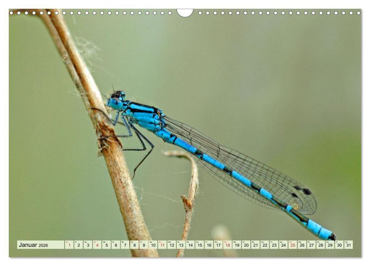 Produktbild: Farbenpracht der Insekten (Wandkalender 2026 DIN A3 quer), CALVENDO Monatskalender
