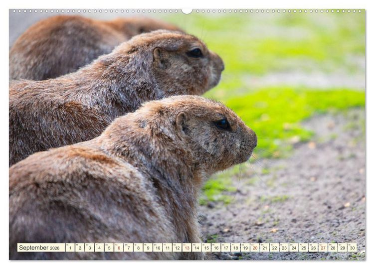Produktbild: Pr&auml;riehunde - s&uuml;&szlig;e S&auml;uger (hochwertiger Premium Wandkalender 2026 DIN A2 quer), Kunstdruck in Hochglanz