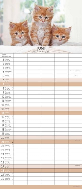 Kätzchen 2026 Familienplaner - Familienkalender - Wandkalender - 19,5x45