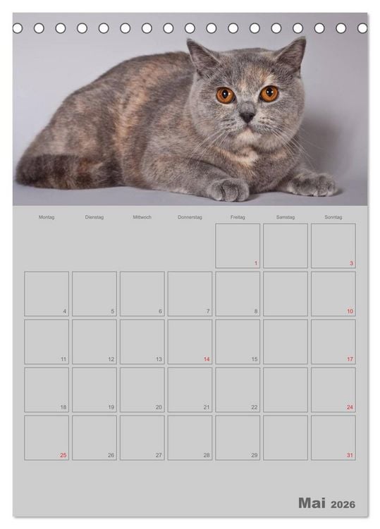 Produktbild: Britisch Kurzhaar Katzen - Planer (Tischkalender 2026 DIN A5 hoch), CALVENDO Monatskalender
