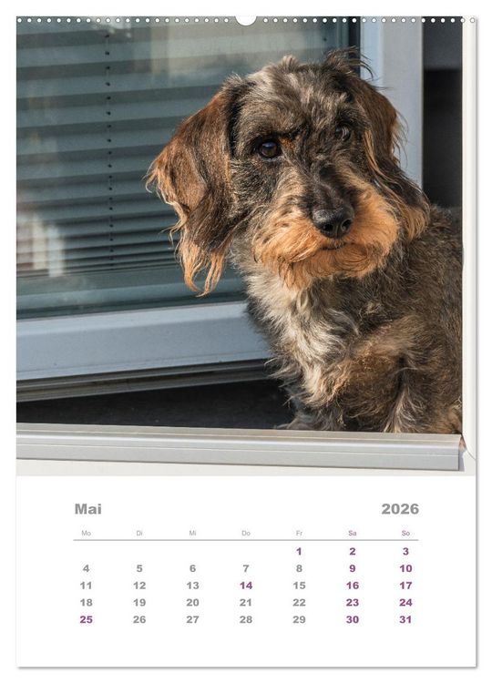 Produktbild: Dackel(augen)blicke (Wandkalender 2026 DIN A2 hoch), CALVENDO Monatskalender