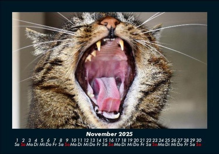 Produktbild: F&uuml;r Katzenfreunde 2025 Fotokalender DIN A5