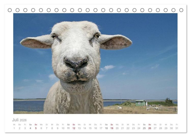Produktbild: Nordsee Schafe (Tischkalender 2026 DIN A5 quer), CALVENDO Monatskalender