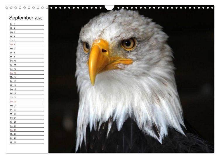 Produktbild: Greifv&ouml;gel, Eulen und K&auml;uze (Wandkalender 2026 DIN A3 quer), CALVENDO Monatskalender
