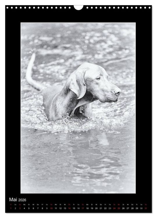 Produktbild: Vizsla-Liebe (Wandkalender 2026 DIN A3 hoch), CALVENDO Monatskalender