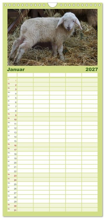 Produktbild: Familienplaner 2027 - Das Leben der Schafe mit 5 Spalten (Wandkalender, 21 x 45 cm) CALVENDO