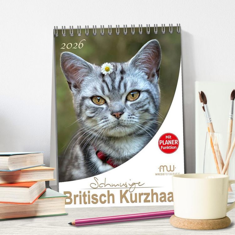 Produktbild: Schmusige Britisch Kurzhaar (Tischkalender 2026 DIN A5 hoch), CALVENDO Monatskalender