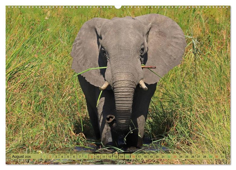 Produktbild: Afrika - im Reich der Elefanten (hochwertiger Premium Wandkalender 2026 DIN A2 quer), Kunstdruck in Hochglanz