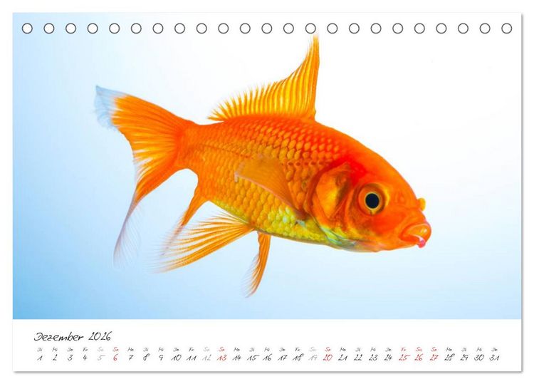 Produktbild: Goldy - mein Goldfisch (Tischkalender 2026 DIN A5 quer), CALVENDO Monatskalender