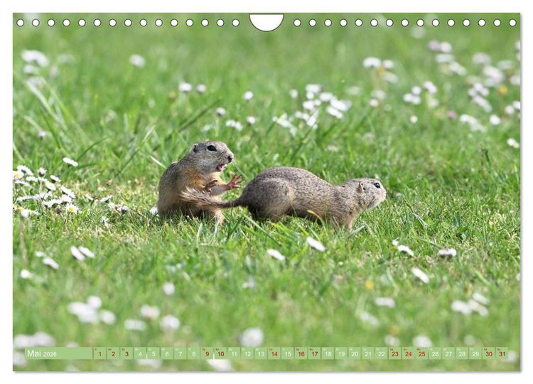 Produktbild: Ziesel im Burgenland (Wandkalender 2026 DIN A4 quer), CALVENDO Monatskalender