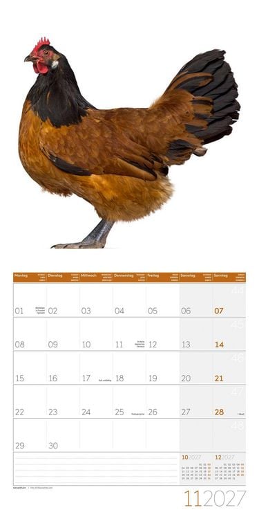 Produktbild: Verr&uuml;ckte H&uuml;hner Kalender 2027 - 30x30 - Art12