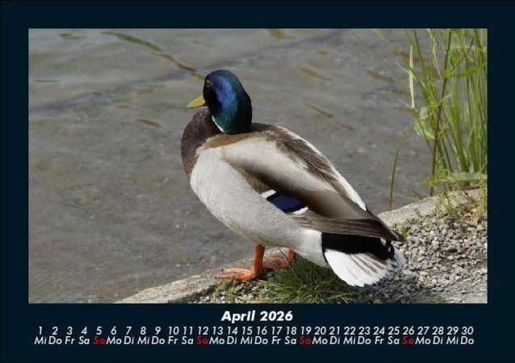 Produktbild: Enten 2026 Fotokalender DIN A5
