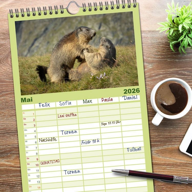 Produktbild: Familienplaner 2026 - Alpenmurmeltiere - Stars vor der Kamera mit 5 Spalten (Wandkalender, 21 x 45 cm) CALVENDO