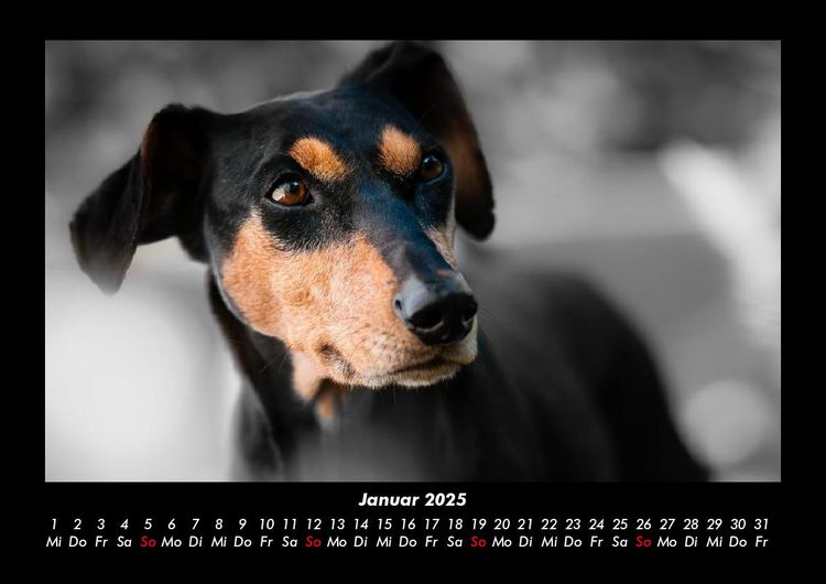 Produktbild: Hundezauber 2025 Fotokalender DIN A3