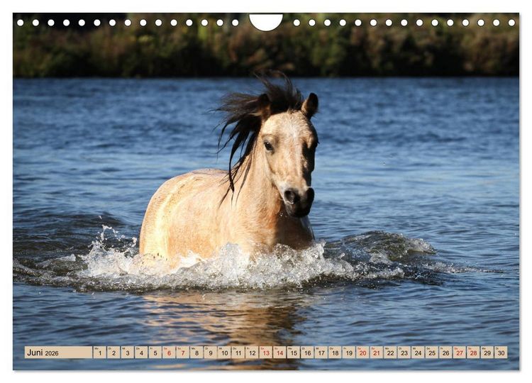Produktbild: Ponys, die starken Pers&ouml;nlichkeiten (Wandkalender 2026 DIN A4 quer), CALVENDO Monatskalender
