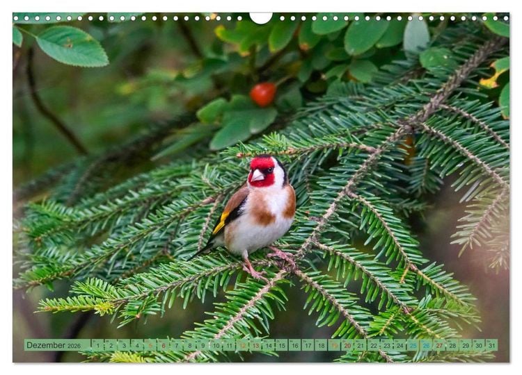 Produktbild: Distelfink (Wandkalender 2026 DIN A3 quer), CALVENDO Monatskalender