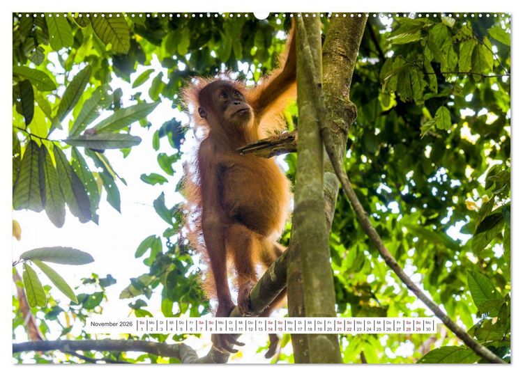 Produktbild: Gunung Leuser Nationalpark und seine Orang Utans (Wandkalender 2026 DIN A2 quer), CALVENDO Monatskalender