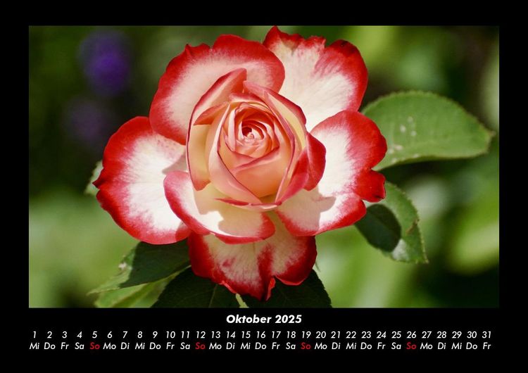 Produktbild: Blumentr&auml;ume 2025 Fotokalender DIN A3