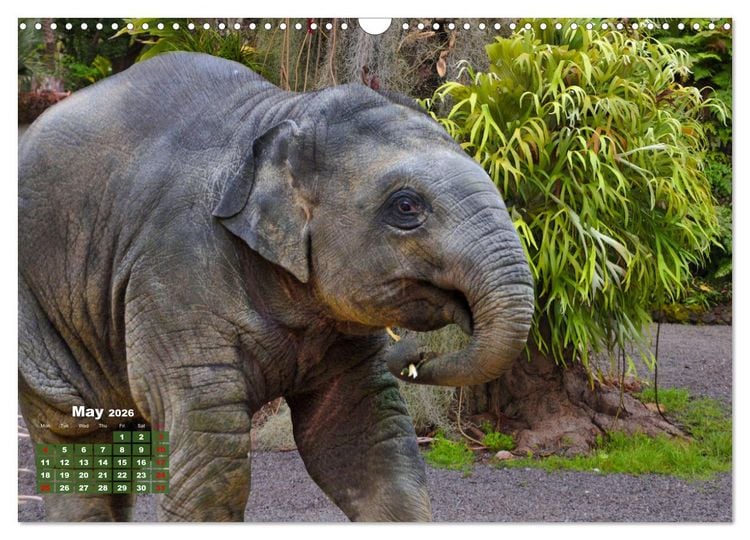 Produktbild: Gentle giants in the jungle (Wall Calendar 2026 DIN A3 landscape), CALVENDO 12 Month Wall Calendar