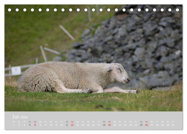 Produktbild: Ganz sch&ouml;n Schaf (Tischkalender 2026 DIN A5 quer), CALVENDO Monatskalender