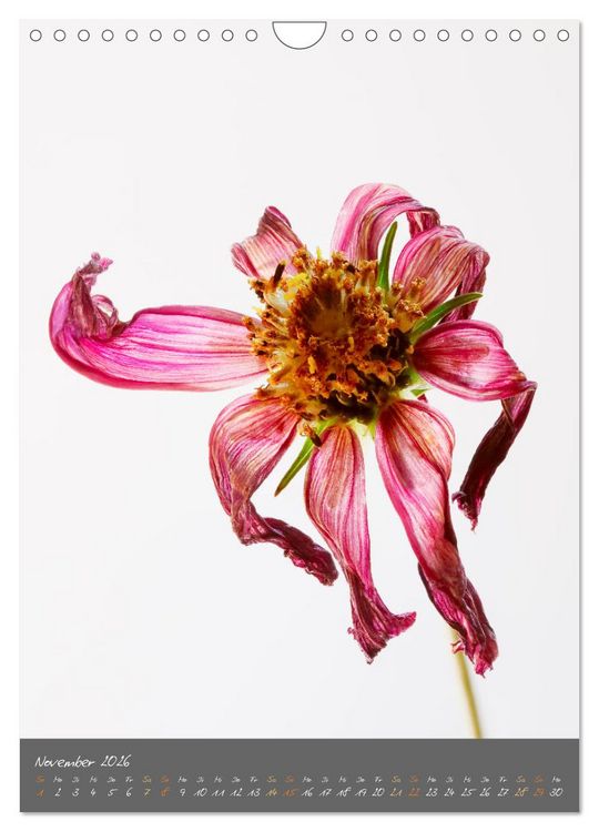 Produktbild: Bl&uuml;tenmetamorphosen (Wandkalender 2026 DIN A4 hoch), CALVENDO Monatskalender