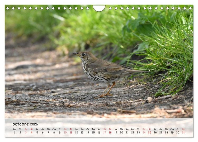Produktbild: OISEAUX des Jardins et For&ecirc;ts (Calendrier mural 2026 DIN A4 vertical), CALVENDO calendrier mensuel