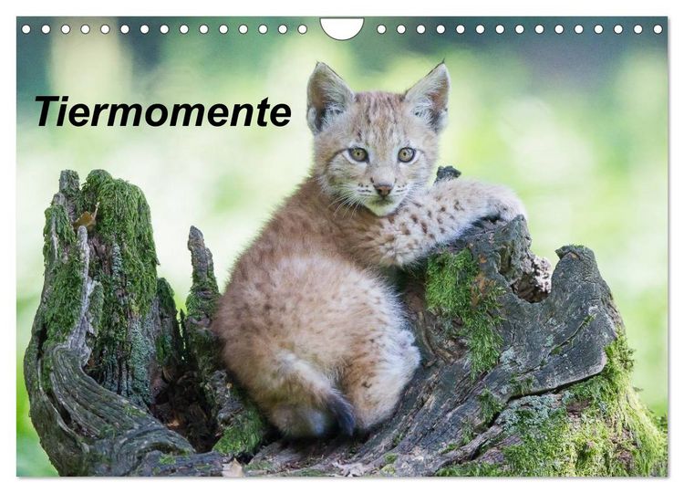 Produktbild: Tiermomente (Wandkalender 2026 DIN A4 quer), CALVENDO Monatskalender