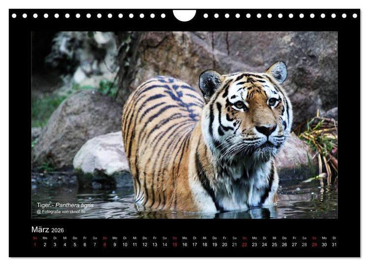 Produktbild: Wildtiere (Wandkalender 2026 DIN A4 quer), CALVENDO Monatskalender