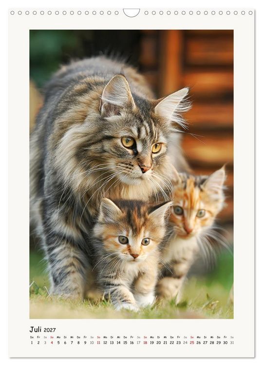 Produktbild: Main-Coon-Katzen. Sanfte Riesen im Gr&uuml;nen (Wandkalender 2027 DIN A3 hoch), CALVENDO Monatskalender