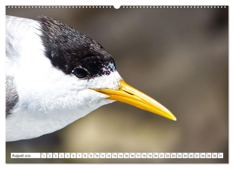 Produktbild: Australiens V&ouml;gel (hochwertiger Premium Wandkalender 2026 DIN A2 quer), Kunstdruck in Hochglanz