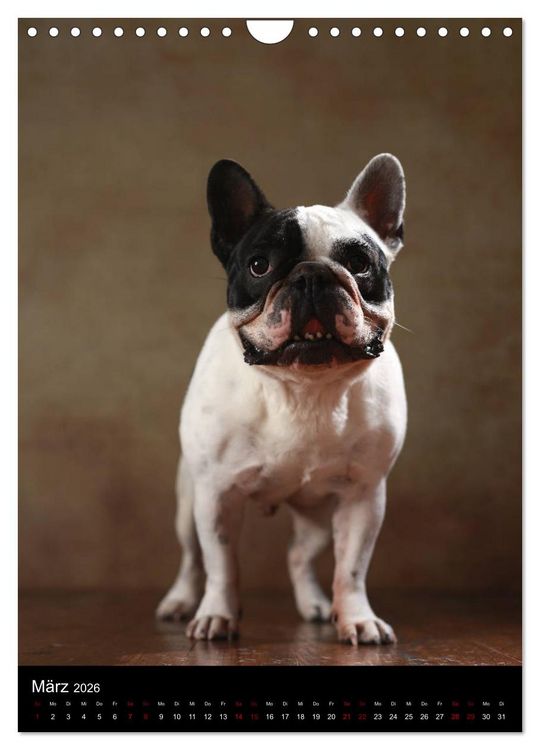 Produktbild: Bullys mit Charme - Franz&ouml;sische Bulldoggen im Portrait (Wandkalender 2026 DIN A4 hoch), CALVENDO Monatskalender