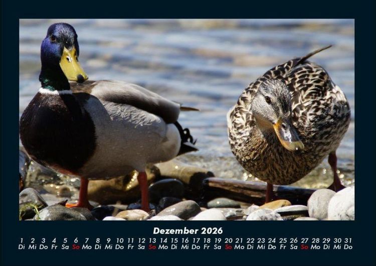 Produktbild: Enten 2026 Fotokalender DIN A4