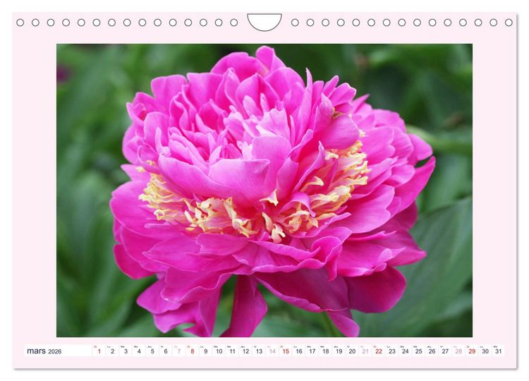 Produktbild: Pivoines - Roses sans &eacute;pines (Calendrier mural 2026 DIN A4 vertical), CALVENDO calendrier mensuel