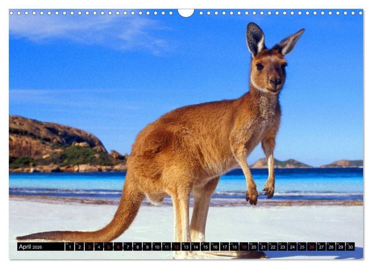Produktbild: Australiens Tierwelt (Wandkalender 2026 DIN A3 quer), CALVENDO Monatskalender