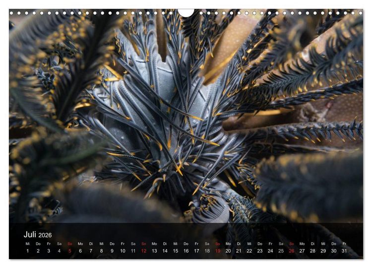 Produktbild: Unterwasser Strukuren (Wandkalender 2026 DIN A3 quer), CALVENDO Monatskalender
