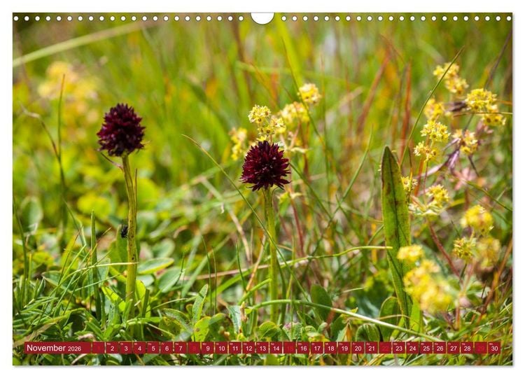 Produktbild: Meine sch&ouml;nsten Alpenblumen (Wandkalender 2026 DIN A3 quer), CALVENDO Monatskalender