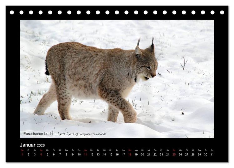 Produktbild: Wildtiere (Tischkalender 2026 DIN A5 quer), CALVENDO Monatskalender