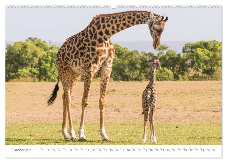 Produktbild: Safari Kenia (hochwertiger Premium Wandkalender 2026 DIN A2 quer), Kunstdruck in Hochglanz