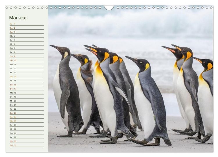 Produktbild: Unter Pinguinen (Wandkalender 2026 DIN A3 quer), CALVENDO Monatskalender