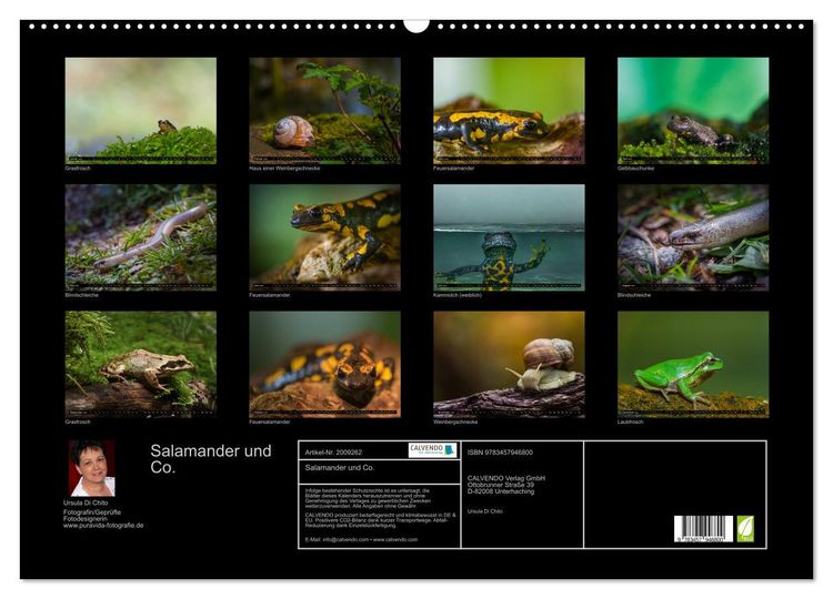 Produktbild: Salamander und Co. (Wandkalender 2026 DIN A2 quer), CALVENDO Monatskalender