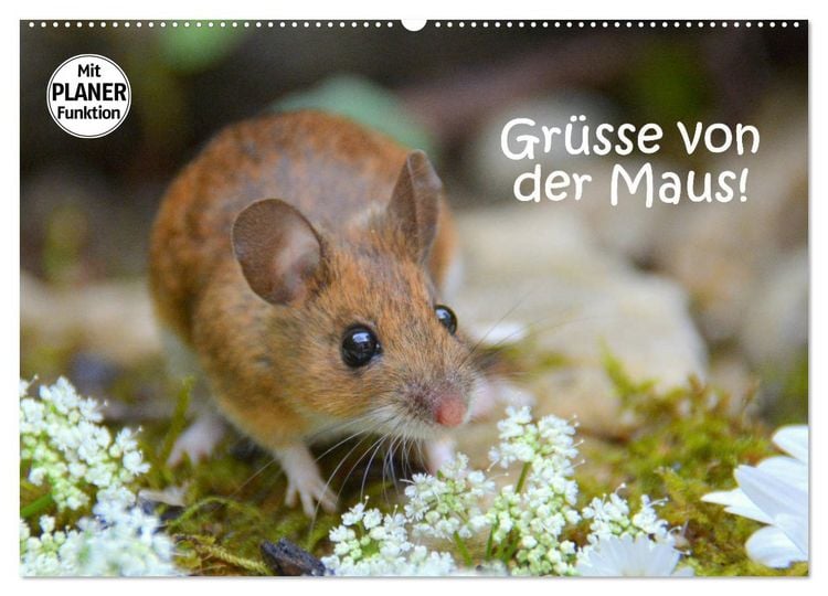 Produktbild: Gr&uuml;sse von der Maus! (Wandkalender 2026 DIN A2 quer), CALVENDO Monatskalender