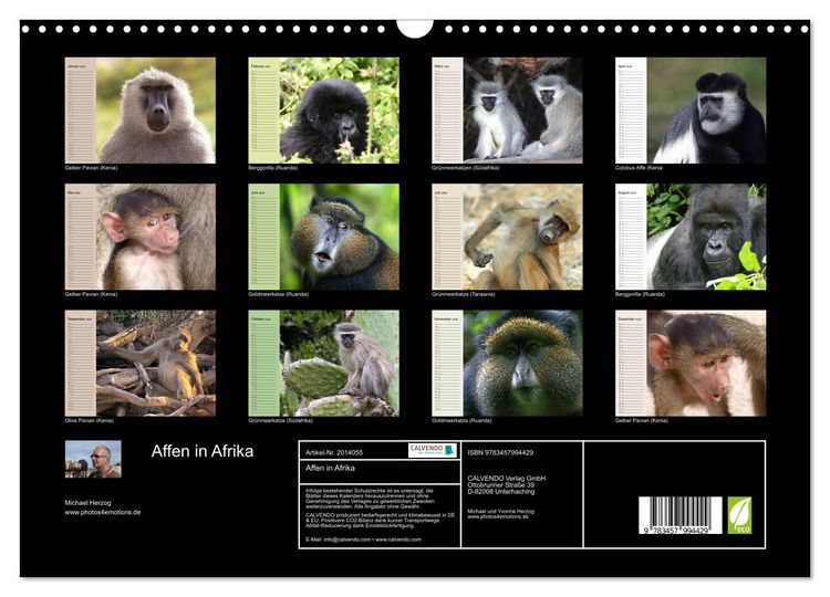 Produktbild: Affen in Afrika (Wandkalender 2026 DIN A3 quer), CALVENDO Monatskalender