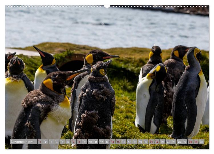 Produktbild: Einfach liebenswert diese Pinguine (hochwertiger Premium Wandkalender 2026 DIN A2 quer), Kunstdruck in Hochglanz