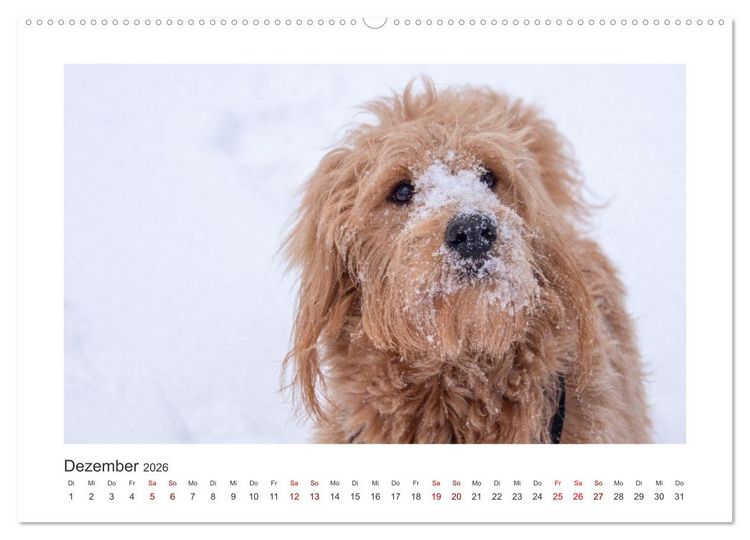 Produktbild: Mini Goldendoodle - Gl&uuml;ck ist ein Hund (hochwertiger Premium Wandkalender 2026 DIN A2 quer), Kunstdruck in Hochglanz