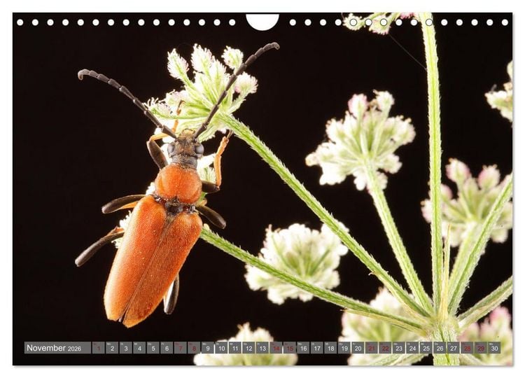 Produktbild: ABENTEUER K&Auml;FER (Wandkalender 2026 DIN A4 quer), CALVENDO Monatskalender