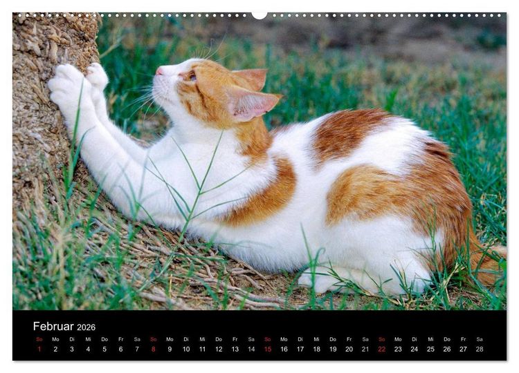Produktbild: Katzen (hochwertiger Premium Wandkalender 2026 DIN A2 quer), Kunstdruck in Hochglanz